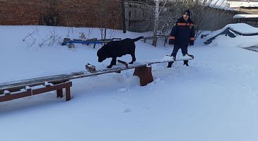 Учебное занятие спасателей с кинологическим расчётом