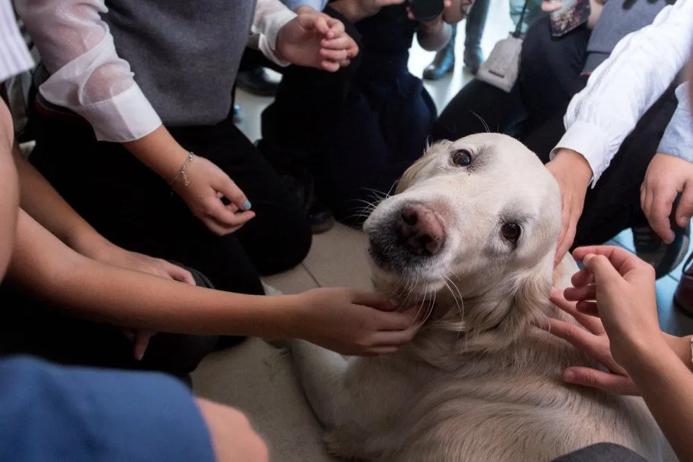 Собака-спасатель в гостях в музее